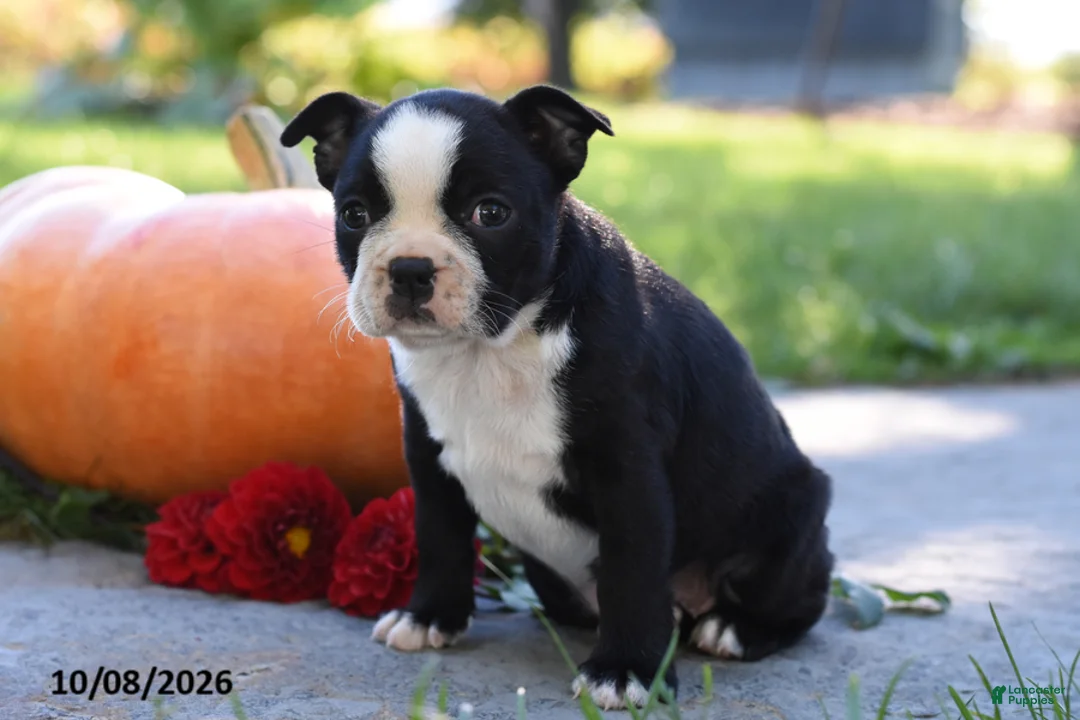 Boston Terrier dogs for sale: Tonya - Ad 2