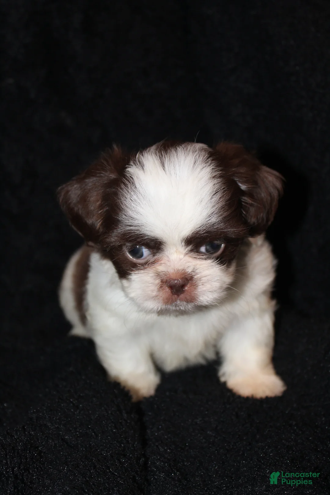 Shih Tzu dogs for sale: Rodger - Ad 2