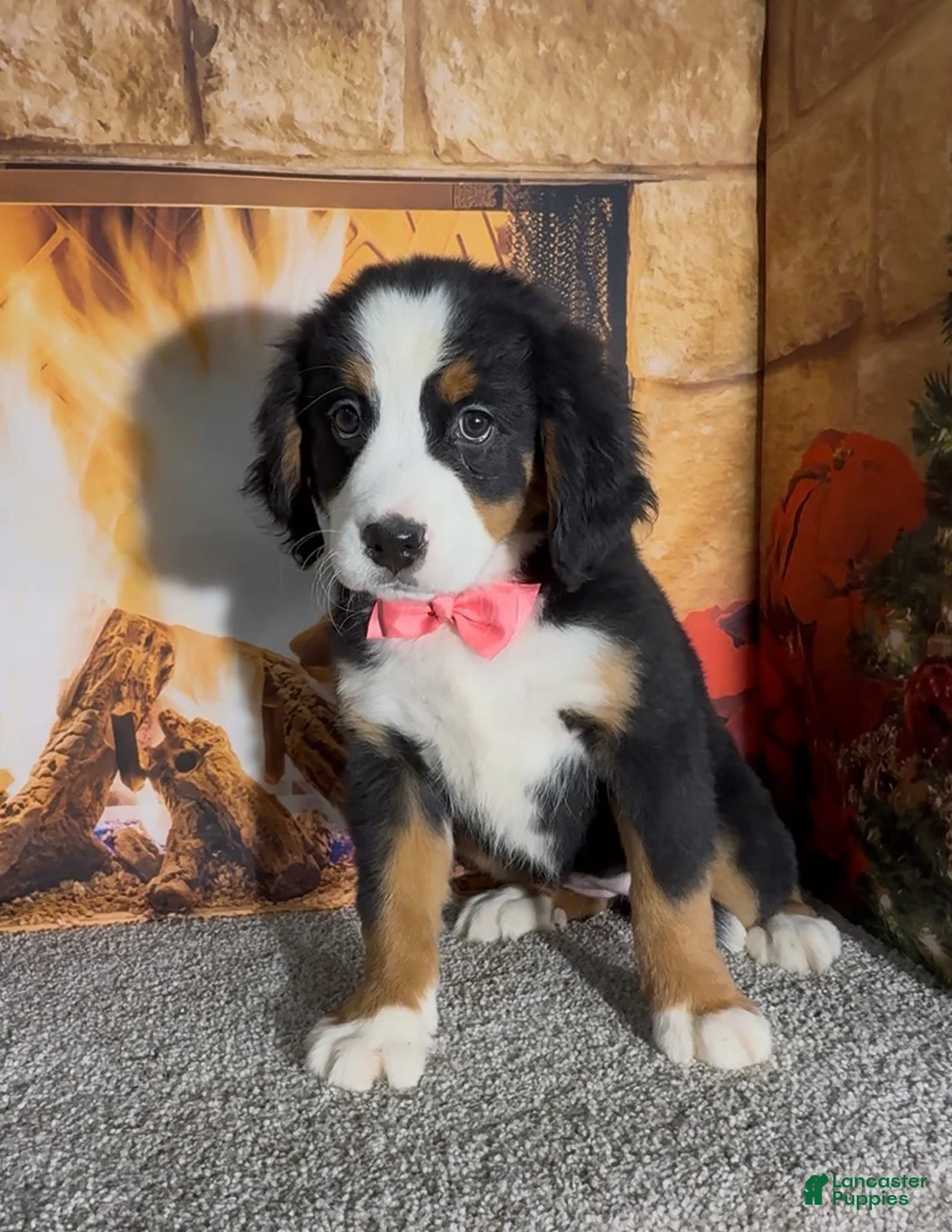 Bernese Mountain Dog dogs for sale: Haddasah  - Ad 3