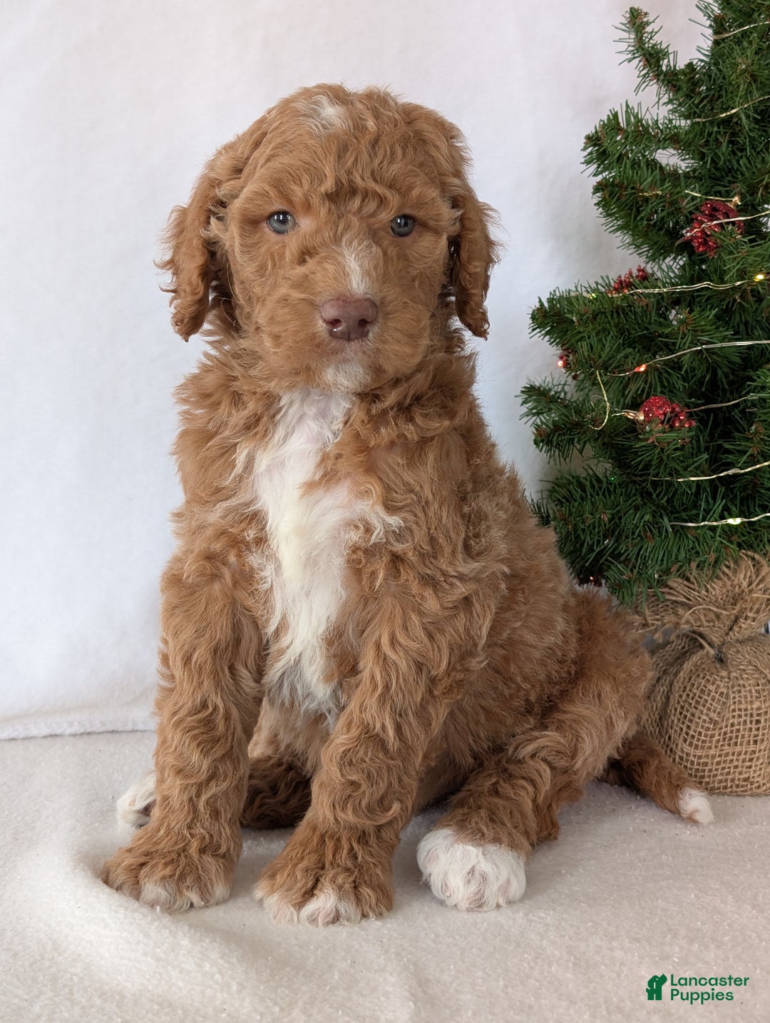 Goldendoodle dogs for sale: Parker - Ad 1