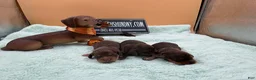 Miniature Dachshund dogs for sale: Russian. Pra clear should carry cream akc - Ad 5