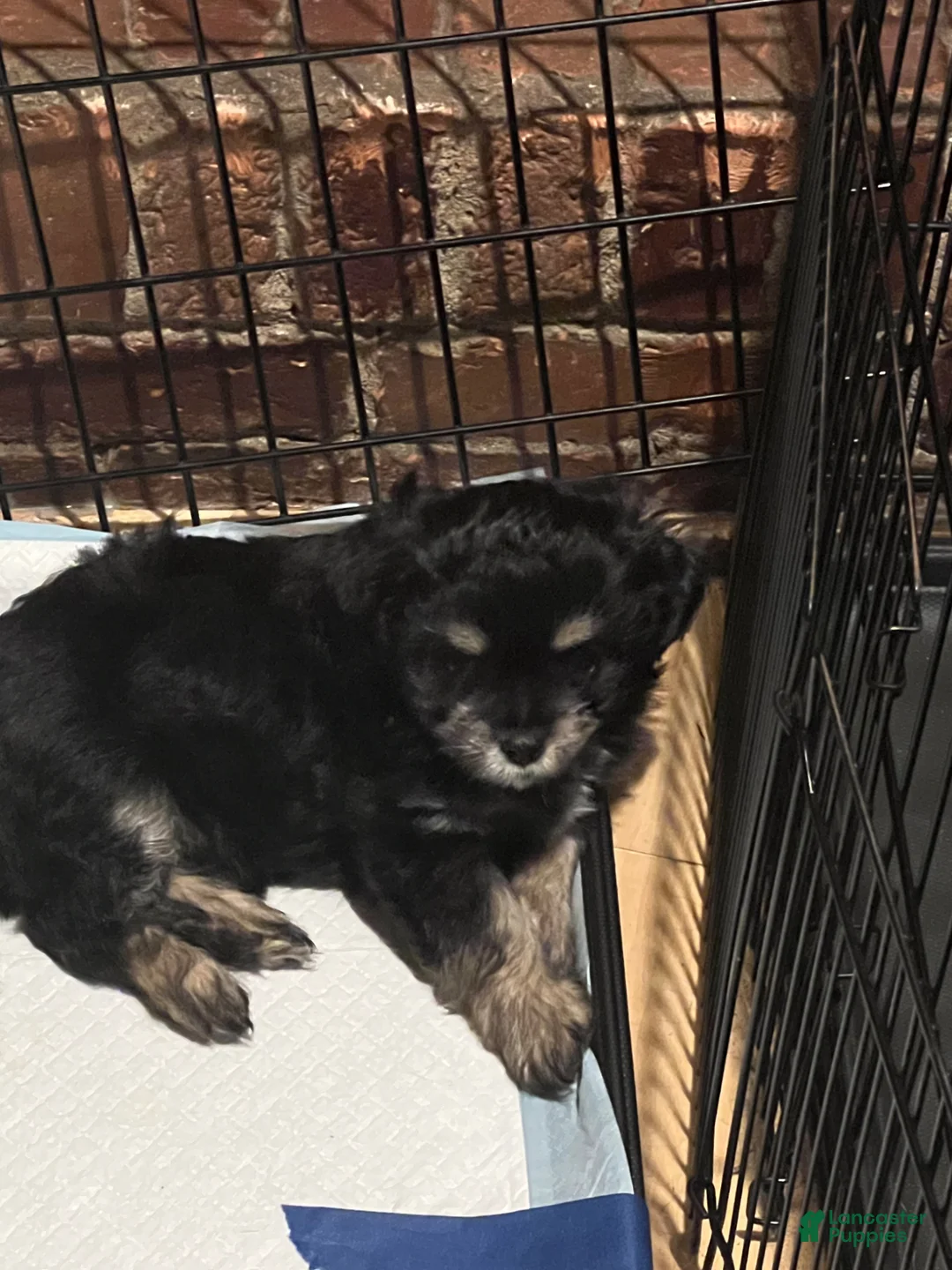 Chipoo dogs for sale: Adorable Chihuahua/Poodle Puppy Ready4NewHome - Ad 2