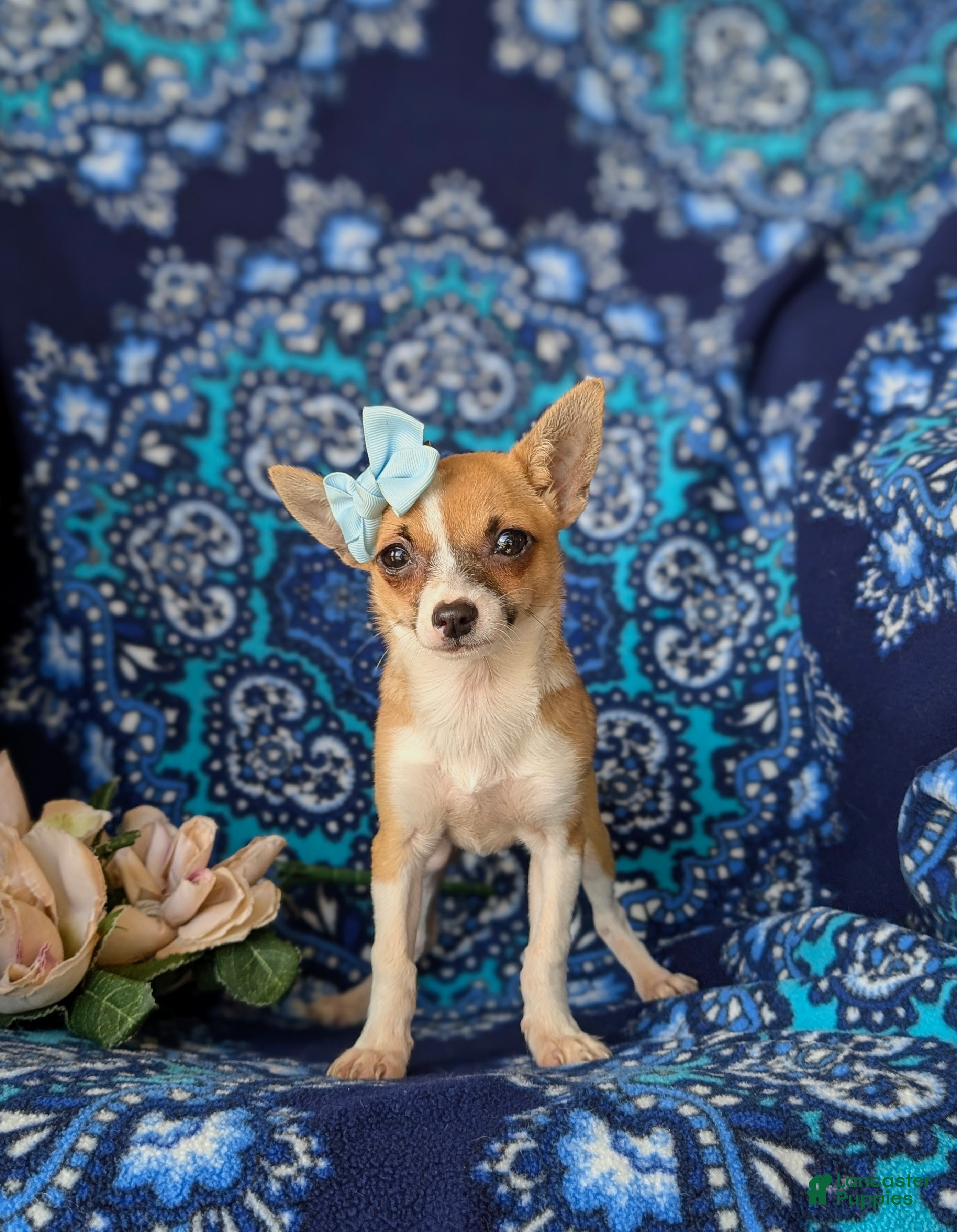 Chihuahua dogs Amelia 6 lbs Full Grown - Ad 2