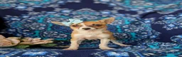 Chihuahua dogs for sale: Amelia 6 lbs Full Grown - Ad 2