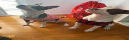 American Bully dogs for sale: American Bully 1 - Ad 5