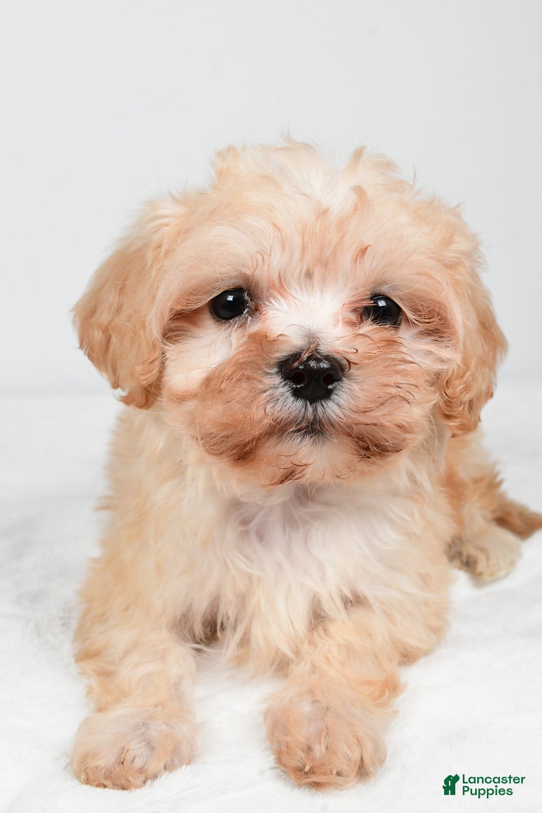 Maltipoo dogs for sale: Bella - Ad 2