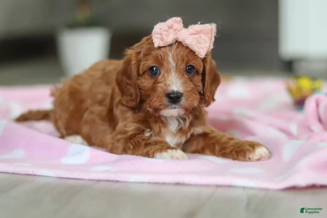 Cavapoo dogs for sale: Charlotte - Ad 9