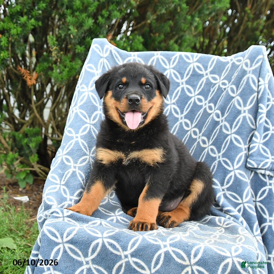 Rottweiler dogs Misty - Ad 1