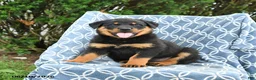 Rottweiler dogs for sale: Misty - Ad 1