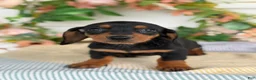 Miniature Dachshund dogs for sale: Janie - Ad 12