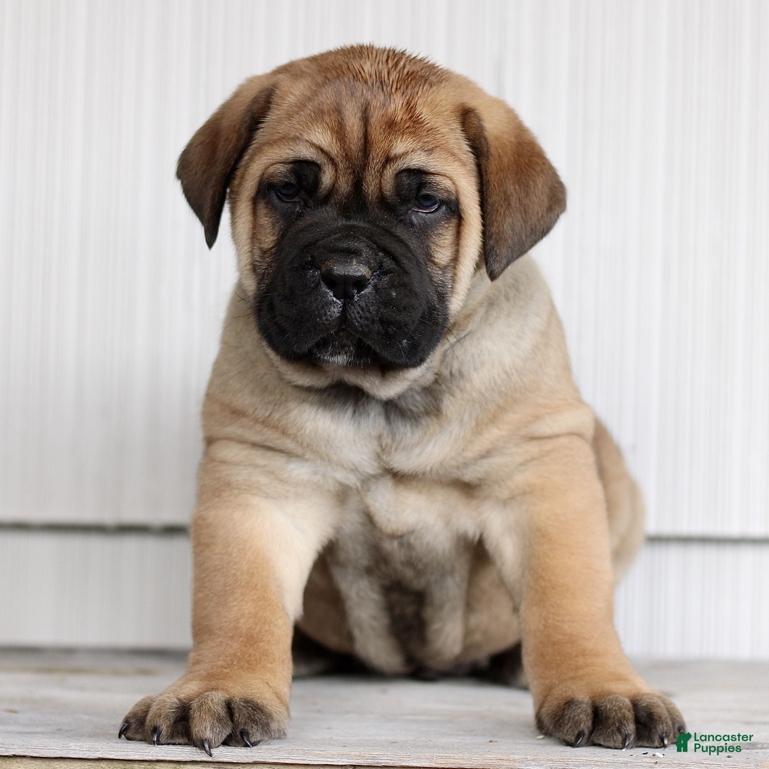 Cane Corso dogs Nash  - Ad 1