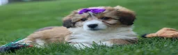 Corgipoo dogs for sale: NELLY - Ad 9