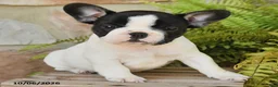 French Bulldog dogs for sale: Miley - Ad 1