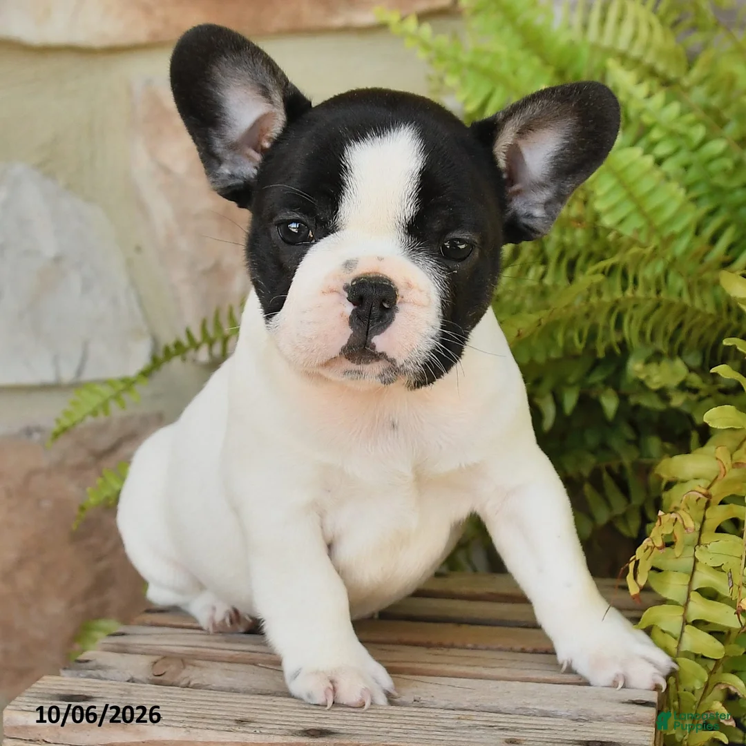 French Bulldog dogs for sale: Miley - Ad 1