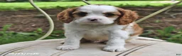 Cavalier King Charles Spaniel dogs for sale: Happy - Ad 3