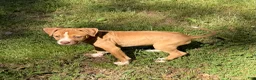 American Bulldog dogs for sale: Daisy - Ad 3
