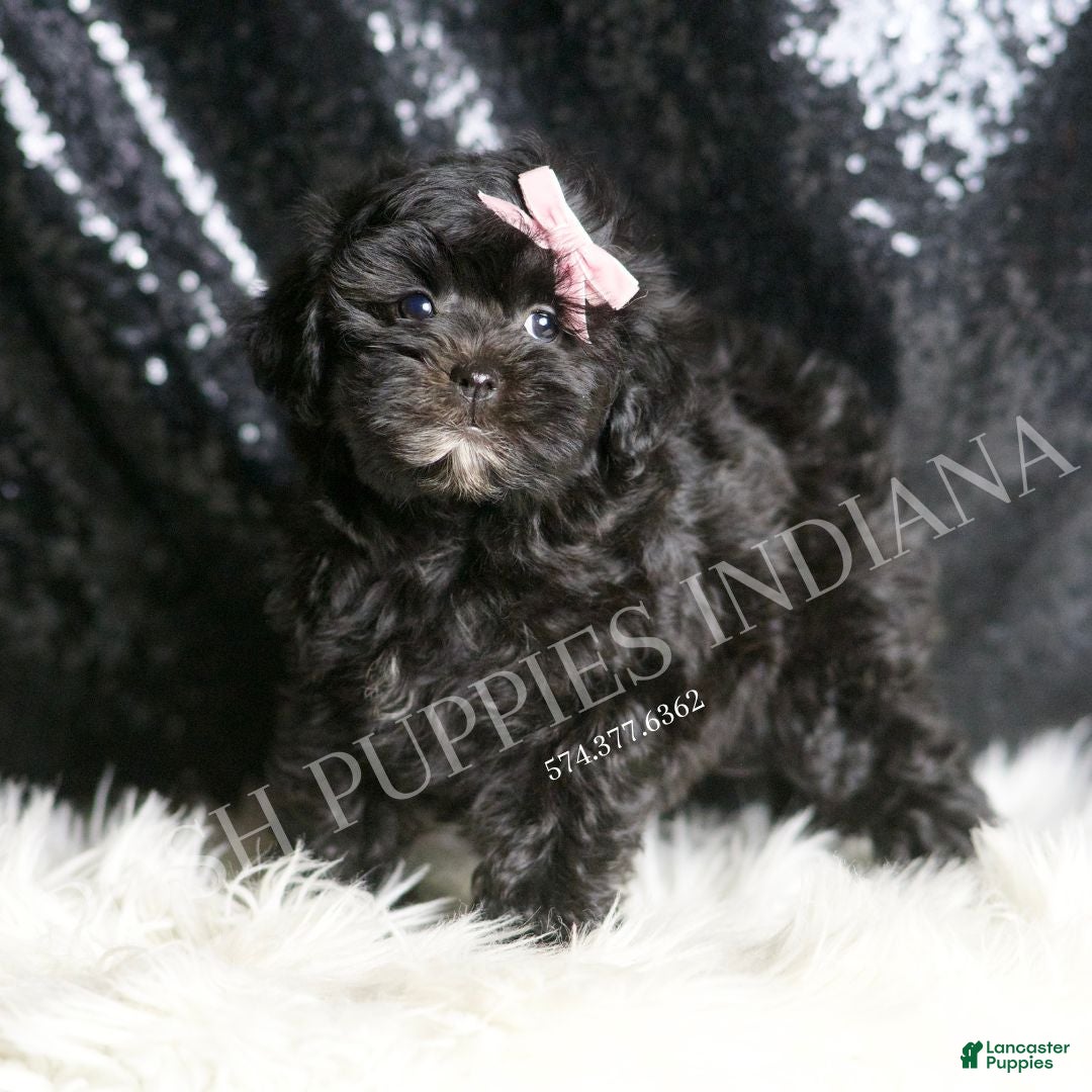 Maltipoo dogs for sale: Natalie - Ad 3