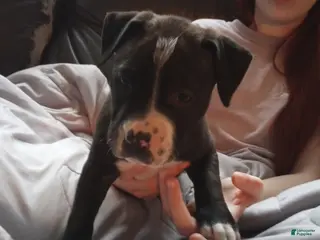 American Bully dogs Amit Elor - Ad 8