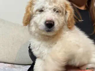 Goldendoodle dogs for sale: Becca - Ad 2