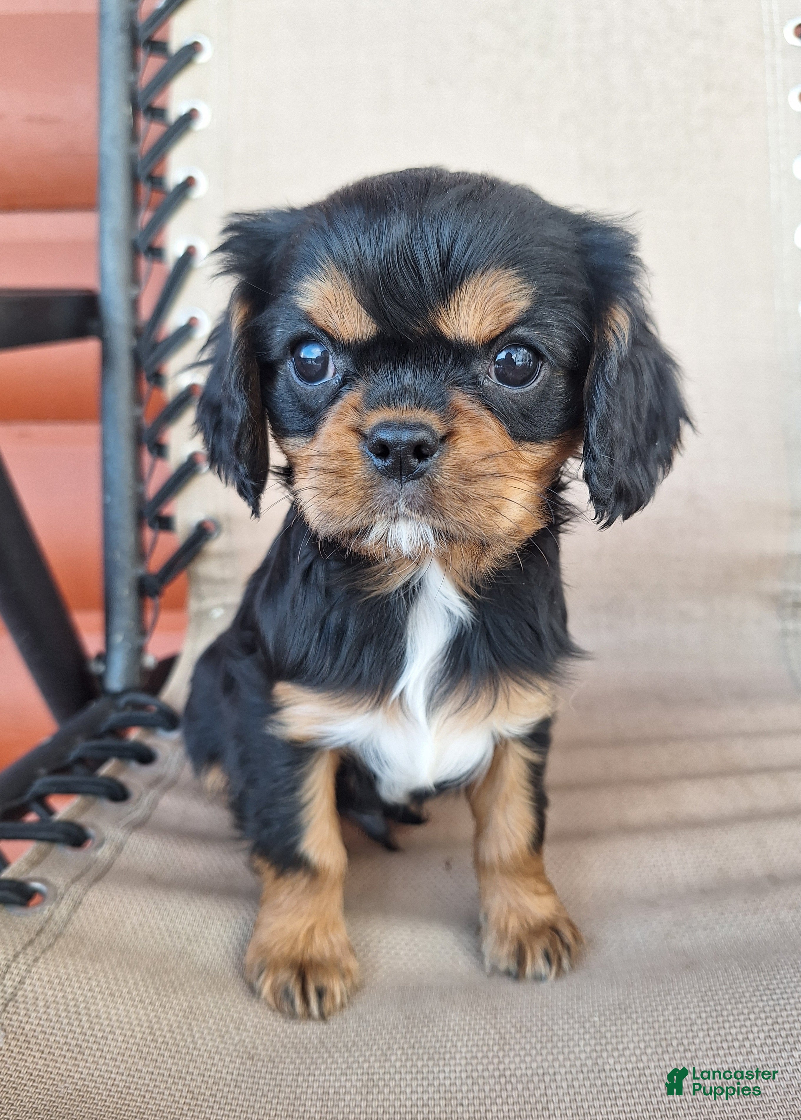 Cavalier King Charles Spaniel dogs for sale: Arlo - Ad 1