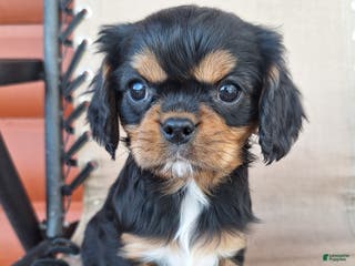 Cavalier King Charles Spaniel dogs for sale: Arlo - Ad 1
