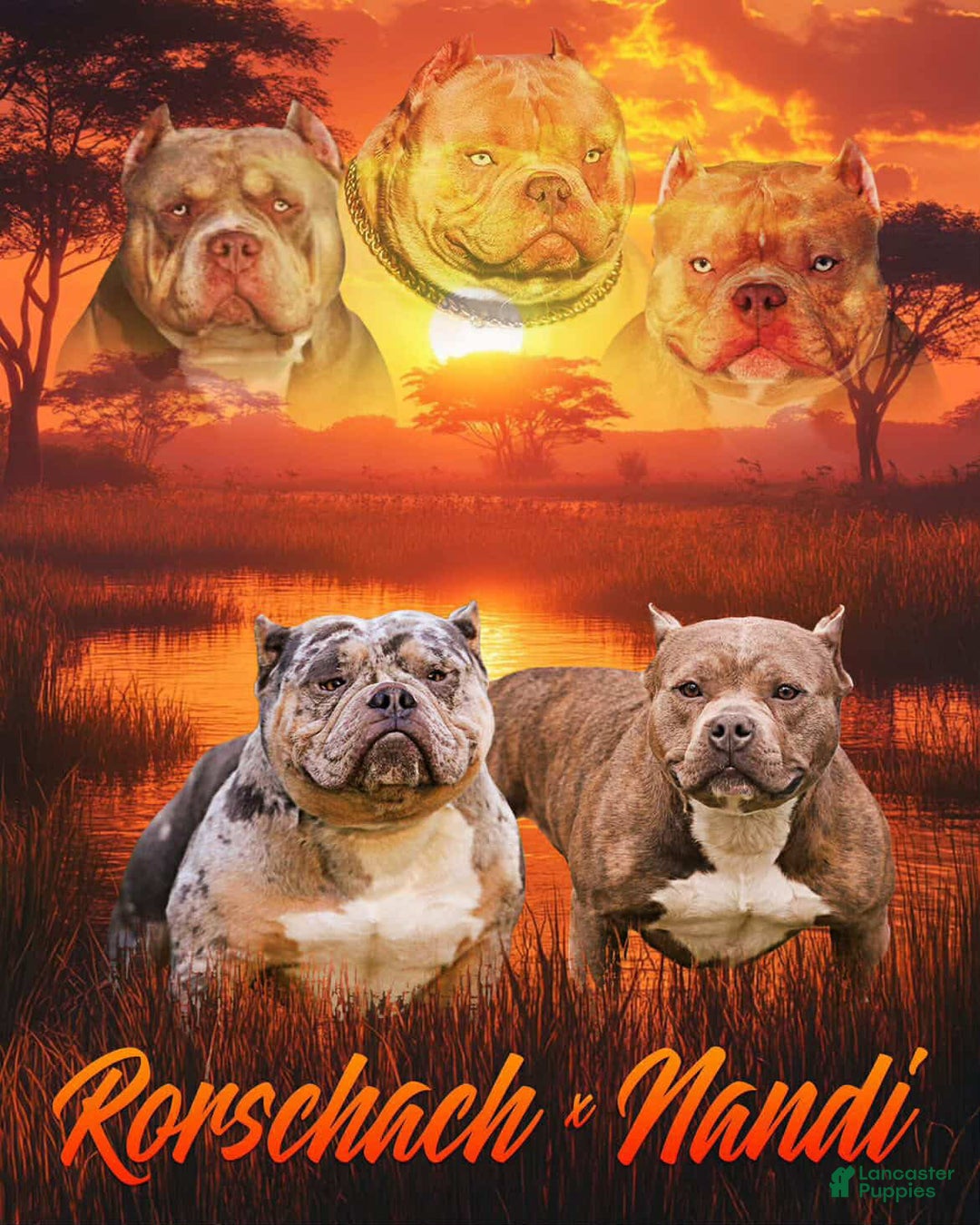 American Bully dogs for sale: Blue Brindle Merle Female - Ad 7
