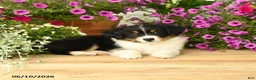 Toy Australian Shepherd dogs for sale: Alex - Ad 4