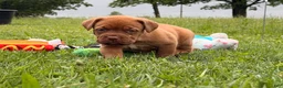 Dogue De Bordeaux dogs for sale: Becky - Ad 4
