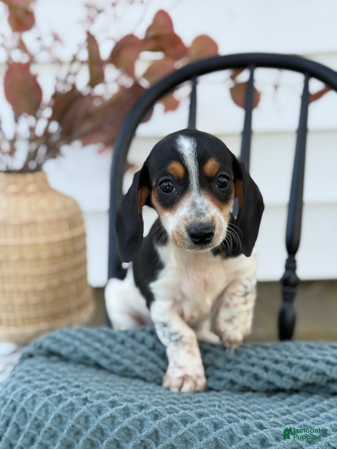 Miniature Dachshund dogs for sale: Tessie - Ad 2