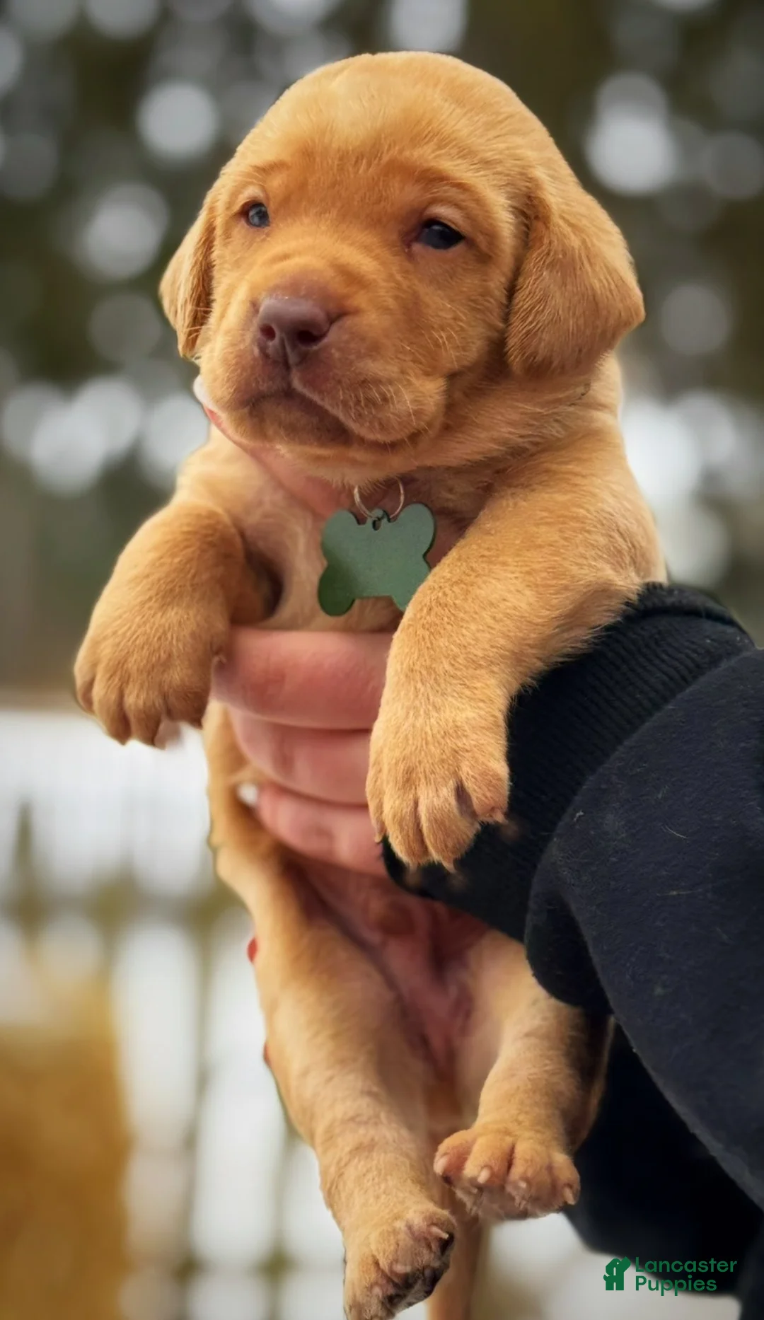 Lakeland Terrier dogs for sale: Labrador retriever - Ad 14