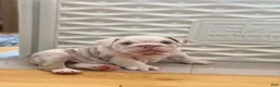 English Bulldog dogs for sale: Dallas - Ad 2