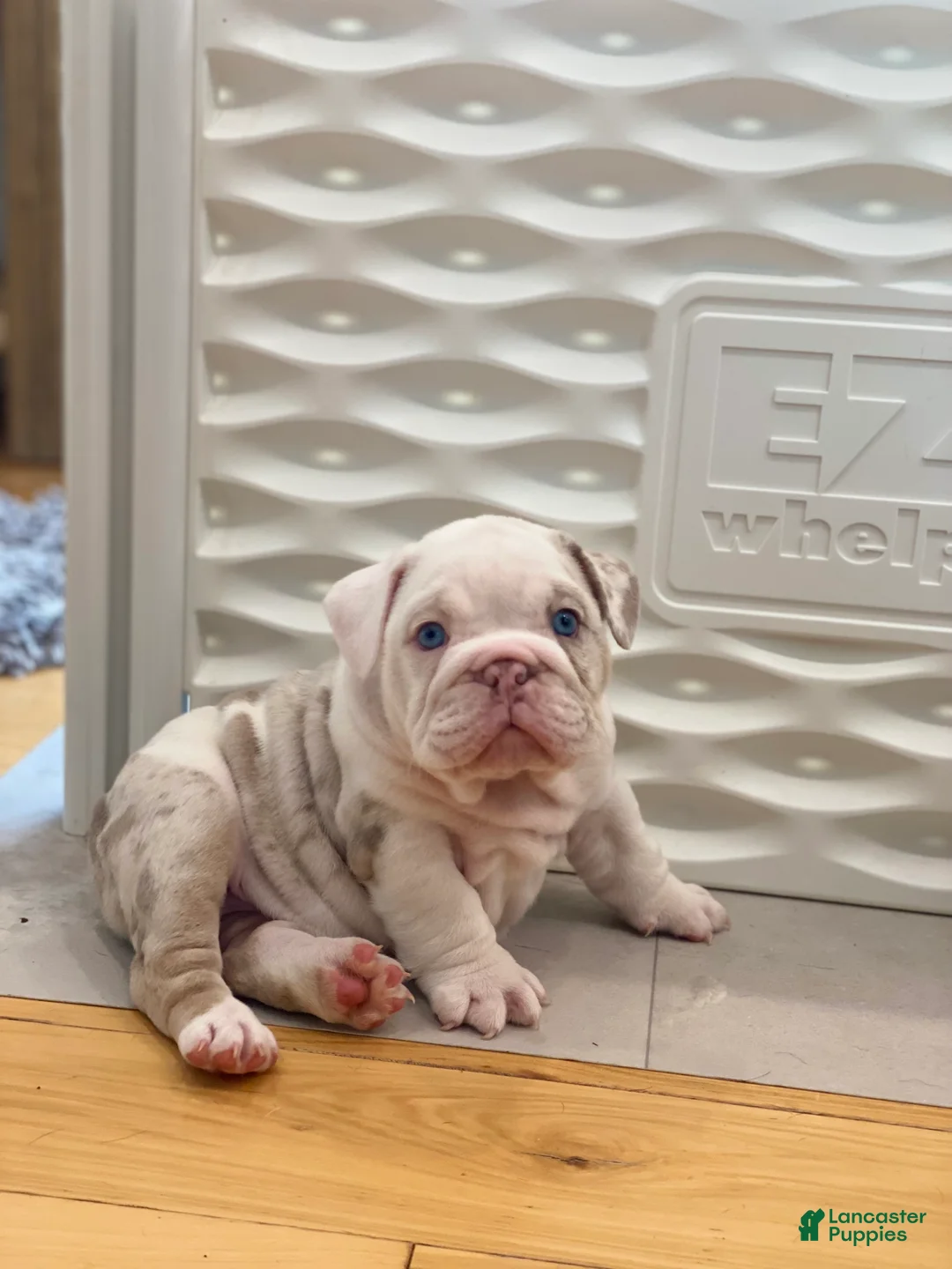 English Bulldog dogs for sale: Dallas - Ad 2