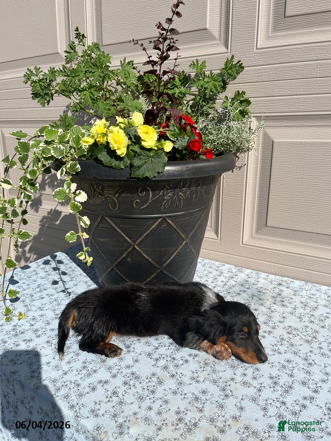 Miniature Dachshund dogs for sale: Todd - Ad 3