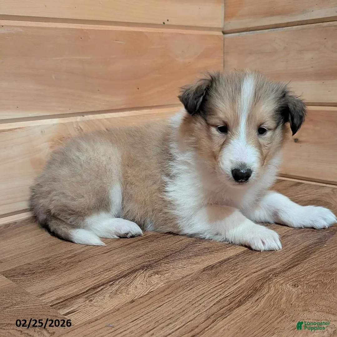Collie dogs for sale: Lassie - Ad 1