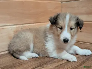 Collie dogs for sale: Lassie - Ad 1