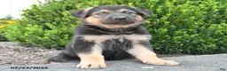 German Shepherd dogs for sale: Daxter - Ad 4