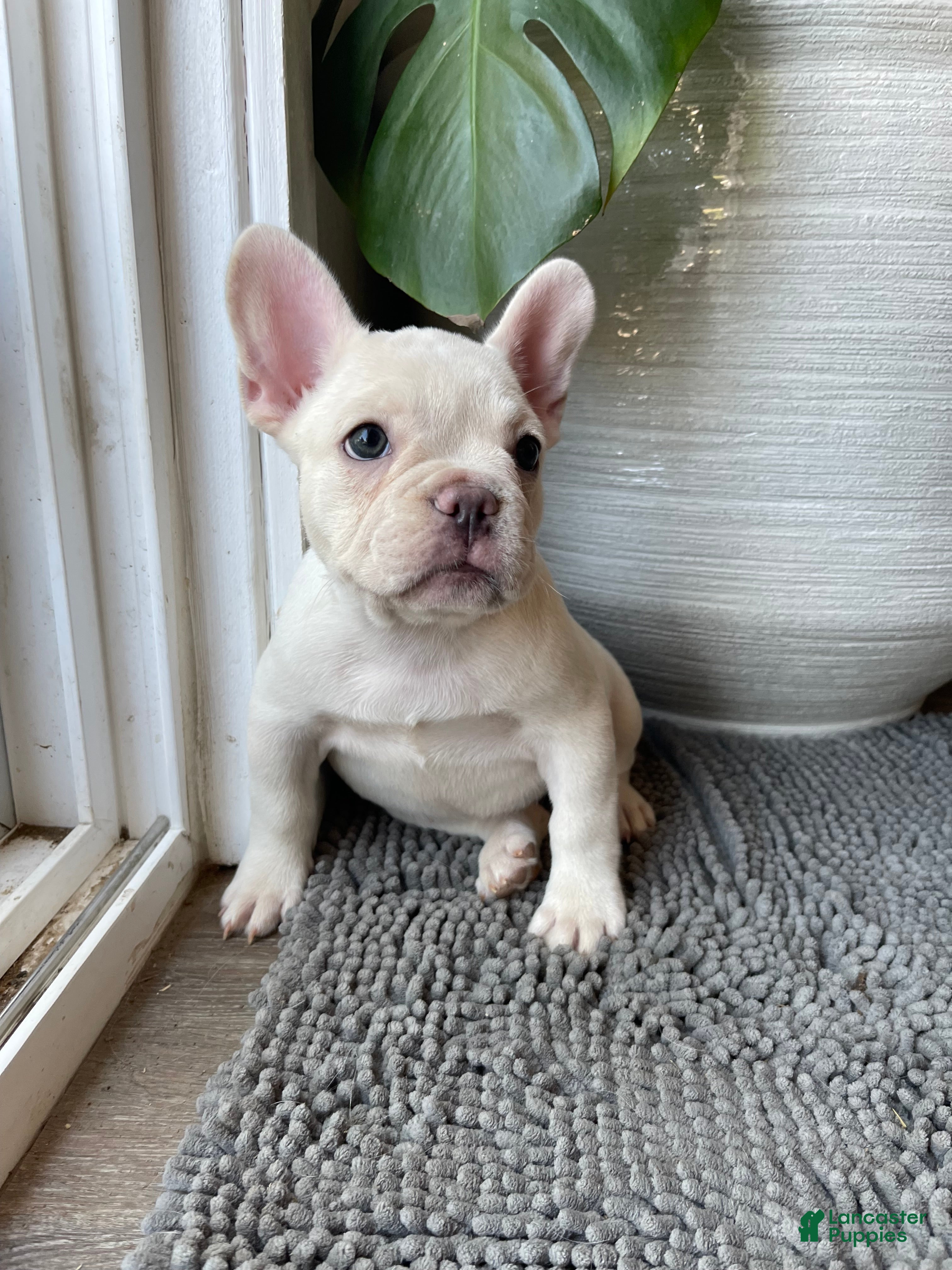 French Bulldog dogs Snowcake - Ad 2