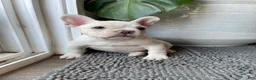 French Bulldog dogs for sale: Snowcake - Ad 5