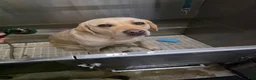 Labrador Retriever dogs for sale: Labrador Retriever 1 - Ad 2