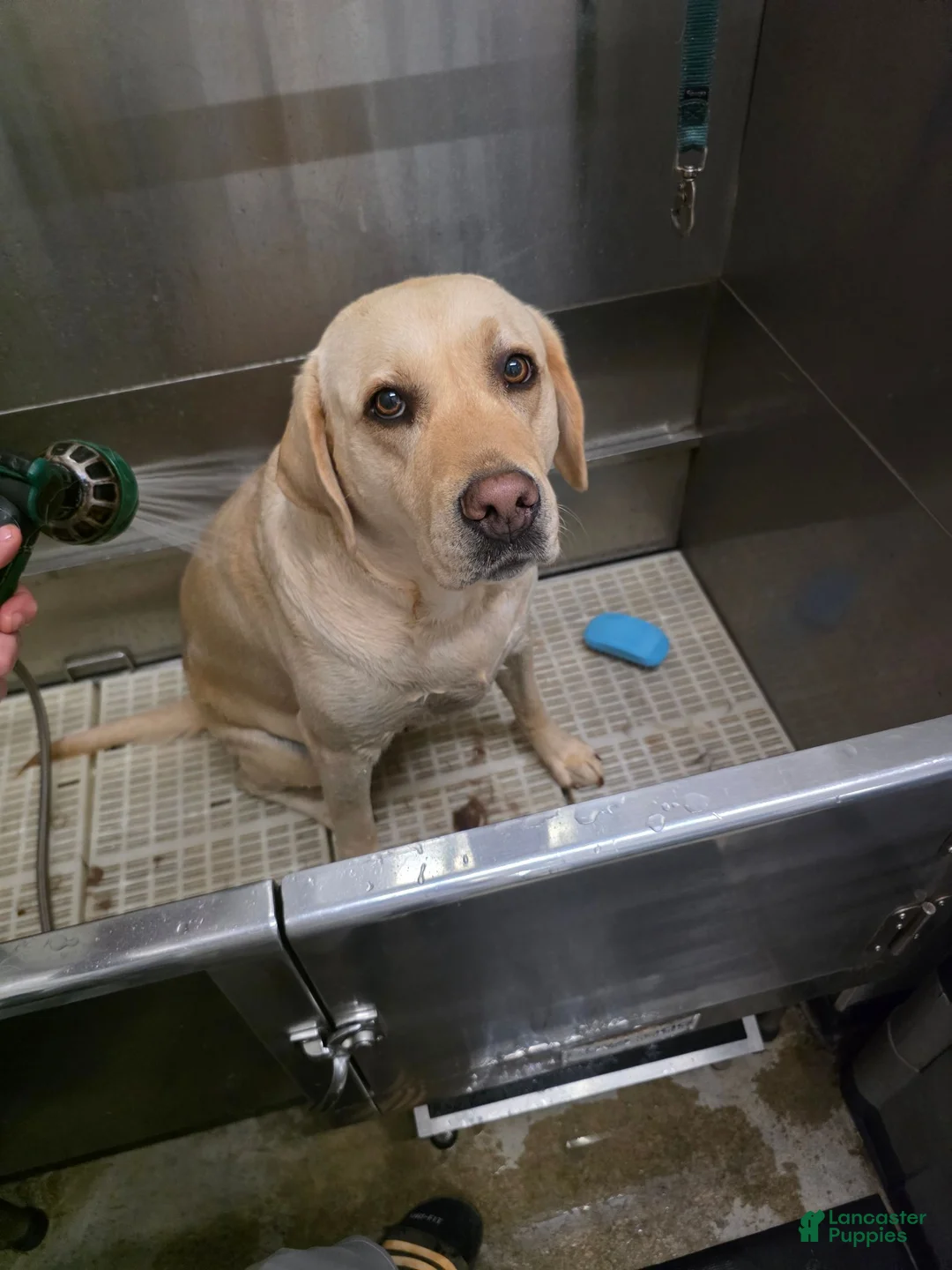 Labrador Retriever dogs for sale: Labrador Retriever 1 - Ad 2