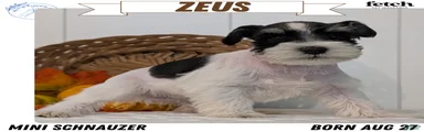 Zeus