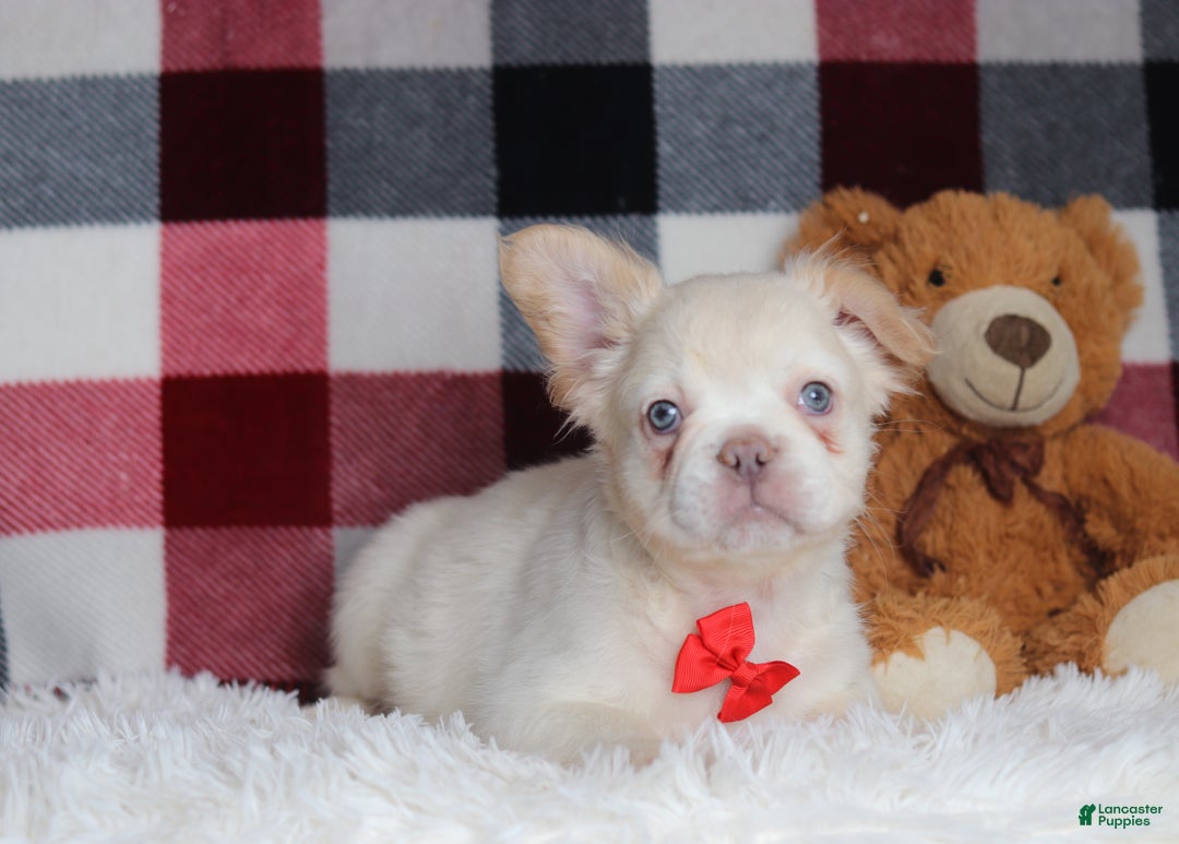 French Bulldog dogs for sale: Miguel - Ad 2