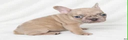French Bulldog dogs for sale: Valdez  - Ad 4