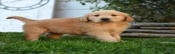 Golden Retriever dogs for sale: Yankee - Ad 3