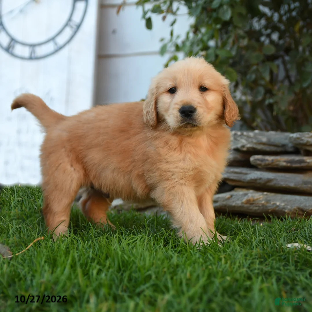 Golden Retriever dogs for sale: Yankee - Ad 3
