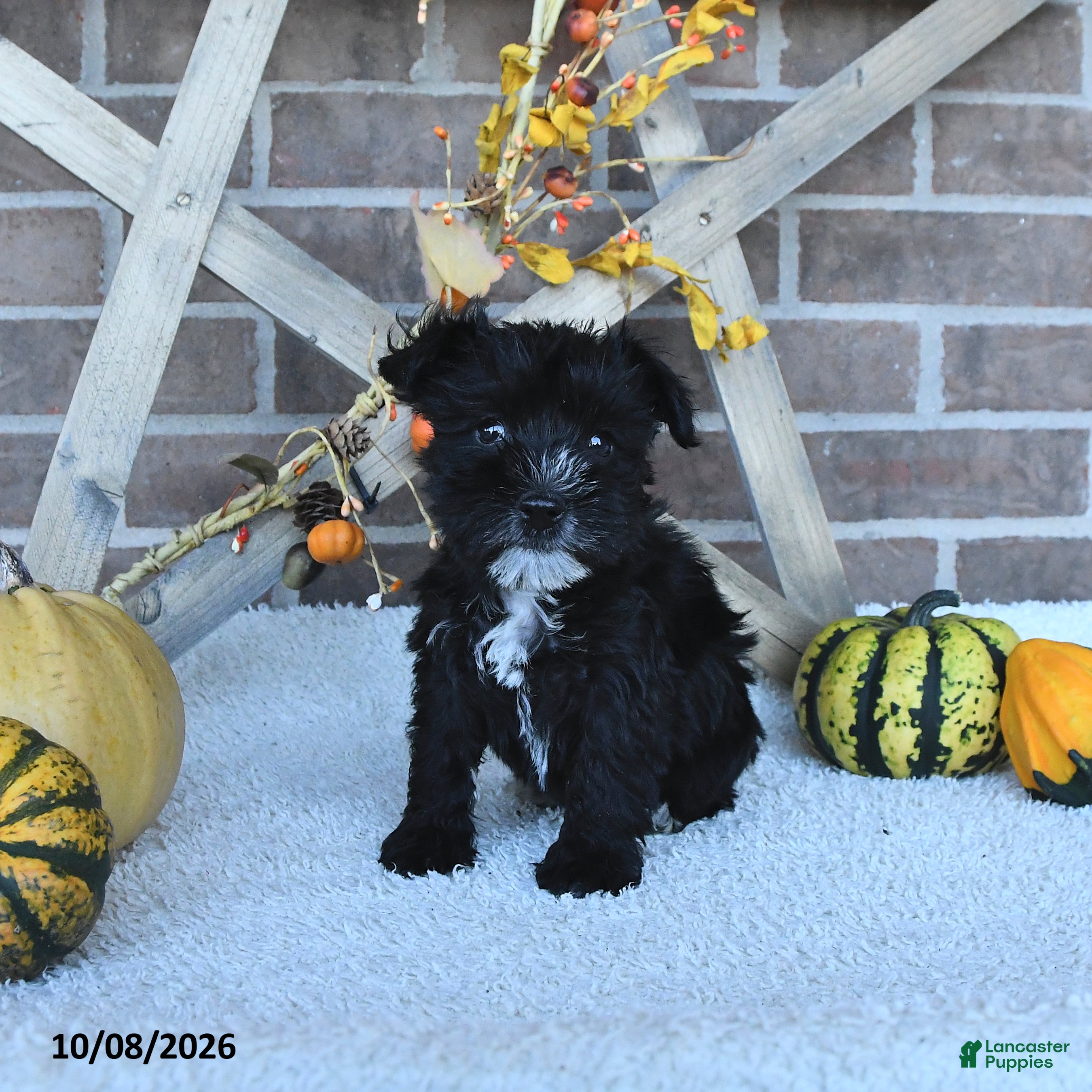 Alaina (Miniature Schnauzer, Female) in New Castle, IN