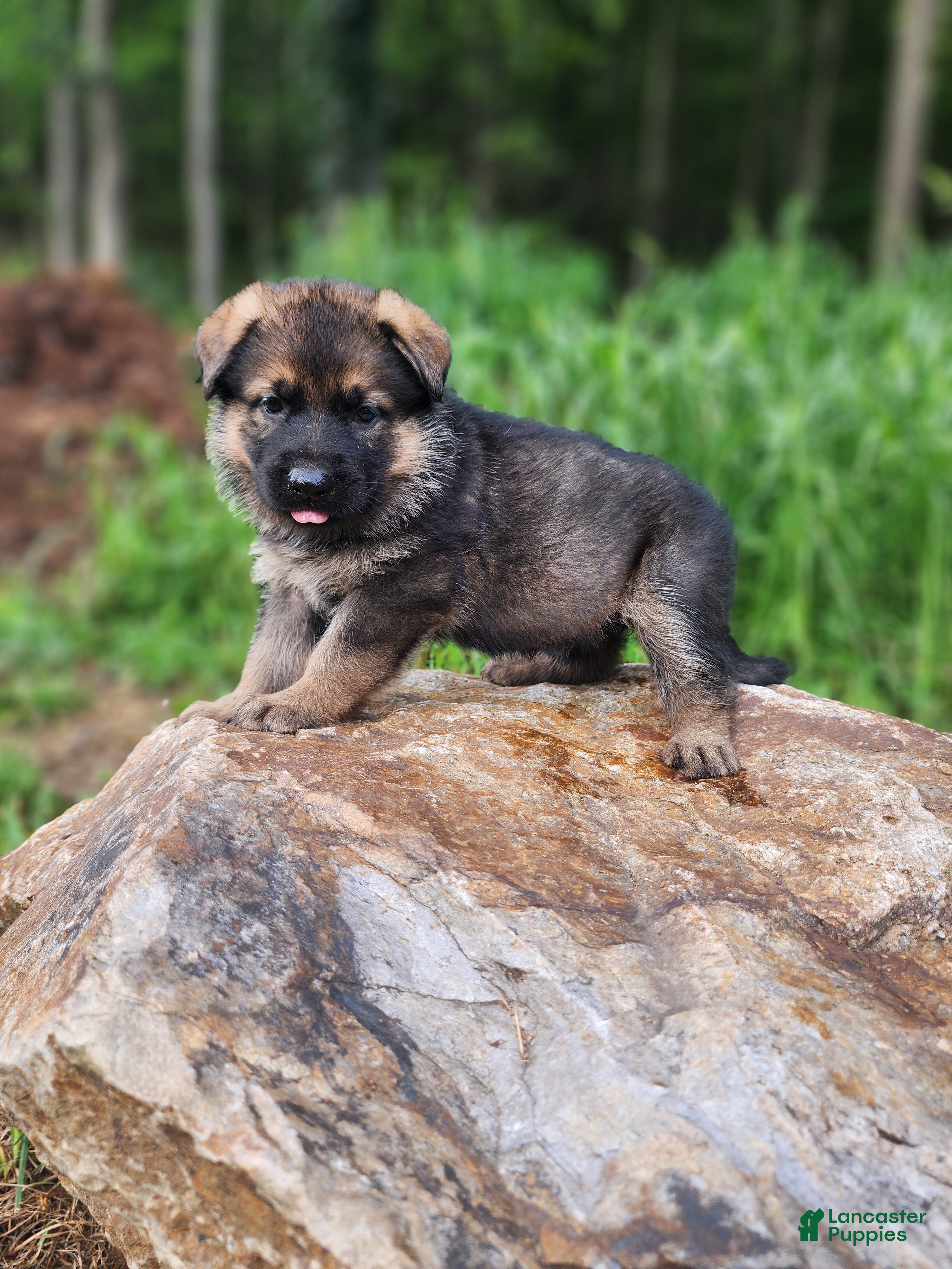 German Shepherd dogs  Thora - Ad 1