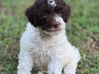 Lagotto Romagnolo dogs Light Blue Collar - Ad 1