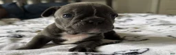 French Bulldog dogs for sale: Big Blue - Ad 7