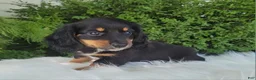 Miniature Dachshund dogs for sale: Venture  - Ad 6